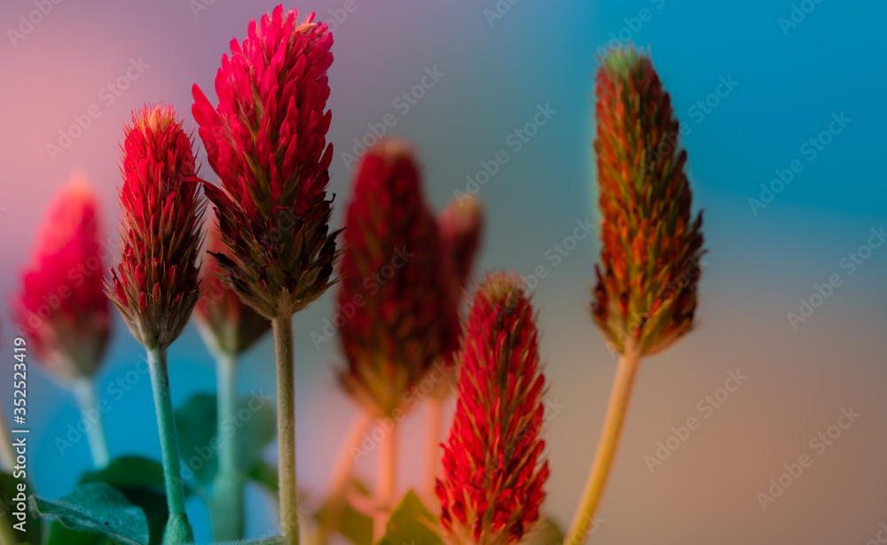 Wall mural abstract blurred nature background clover flower. abstract nature bokeh pattern