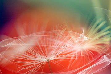 Abstract blurred nature background dandelion seeds parachute. Abstract nature bokeh pattern