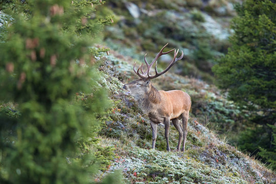 Hirschbrunft in den Tiroler Bergen