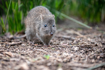 Close-up of Small Long-Nosed Potoroo