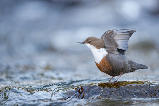 Wasseramsel