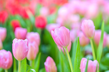 Tulip flowers in garden. Spring nature background.