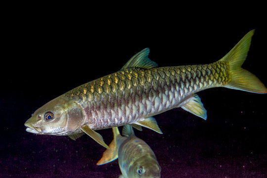 The Indian golden mahseer (Tor putitora) is an endangered species of cyprinid fish that is found in rapid streams, riverine pools, and lakes in the Himalayan region.