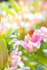 Pink lily flower in flower field. Spring nature background.