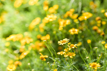 Yellow cosmos flower in flower field. Spring nature background.