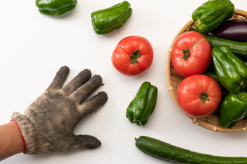 夏野菜の集合写真　