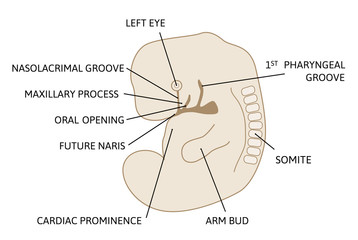 Lateral view of ebryo at 6 to 8 weeks. Development of the child Face, future nose, eye, mouth. Medical illustration marked with lines.
