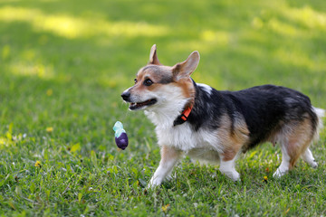 Adult Pembroke welsh corgi playing with a rubber dog  toy 
