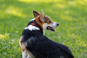 Adult Pembroke welsh corgi playing with a rubber dog  toy 