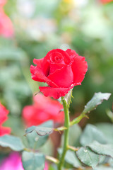 Red Rose in garden. Spring nature background.