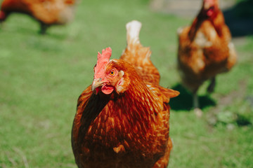 Brown domestic chicken in the summer outdoors close-up