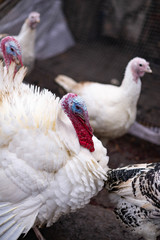 White turkeys in the countryside.
