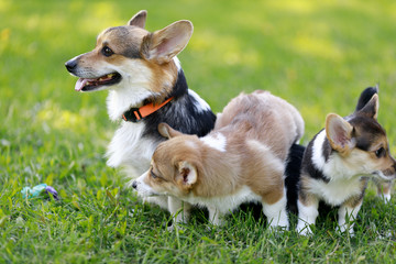 Adult Pembroke welsh corgi playing with a rubber toy together with puppies