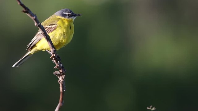 yellow bird sings in spring morning