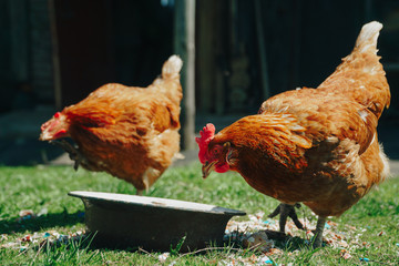 Brown domestic chicken in the summer outdoors close-up