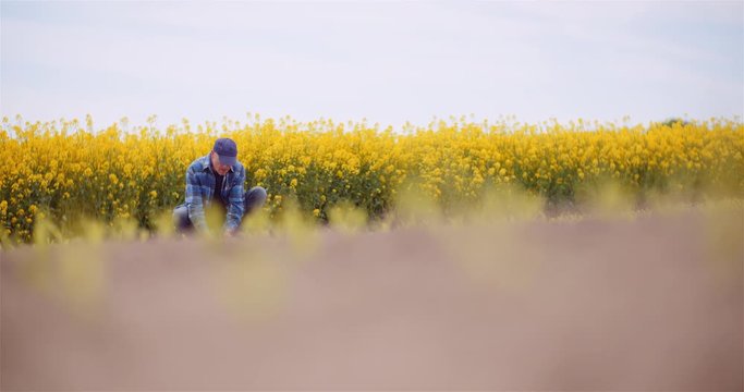 Farmer Examining Soild Dirt at Corn Field