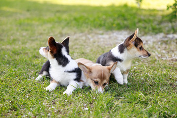 Naklejka na ściany i meble Red and black Welsh Corgi Pembroke cardigan puppies playing on the grass park outdoor