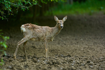 Pregnant roe deer