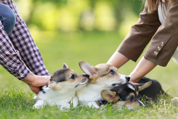Group of three corgi dog pembroke welsh corgi walking outdoor in hands