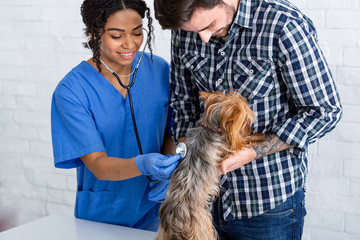 Lung disorders in animals. Vet doc checking little dog's breathing and its owner in hospital