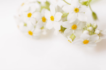 Fototapeta na wymiar Spring frame of small flowers and daisy, floral arrangement