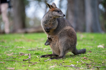 Naklejka na ściany i meble Swamp Wallaby (Black Wallaby) with Baby Joey in its pouch