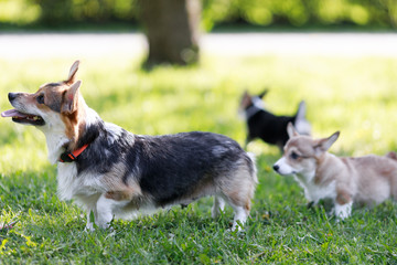 Naklejka na ściany i meble Adult Pembroke welsh corgi playing with a rubber toy together with puppies