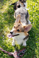 Adult Pembroke welsh corgi playing with a rope together with puppies in park