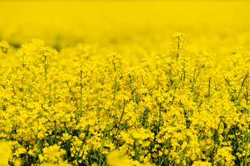 Obraz premium landscape of spring rapeseed field
