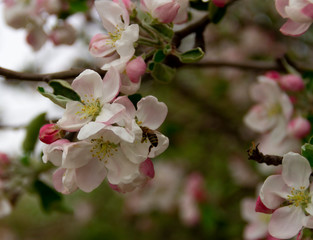 Fototapeta na wymiar apple tree blossom, bee, nature, pink, flowers