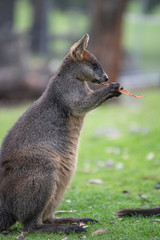 Swamp Wallaby (Black Wallaby) Eating Bark