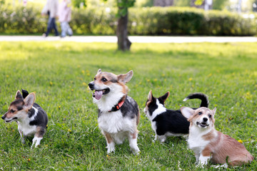 Adult Pembroke welsh corgi playing with a rope together with puppies in park