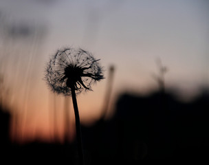 dandelion against the sky, sunset