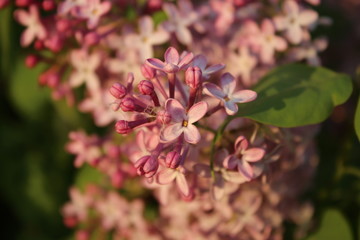 pink flowers