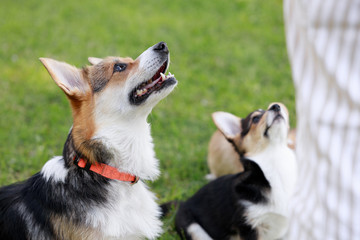 Welsh Corgi Cardigan play with her puppies and look on man in park