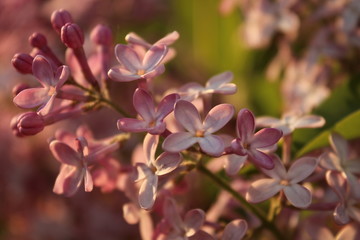 pink magnolia flowers