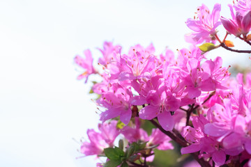 Fototapeta na wymiar ミヤマキリシマ　仙酔峡　熊本県阿蘇市　Rhododendron kiusianum Sensuikyo Kumamoto Aso city