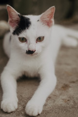 my cat is hitler