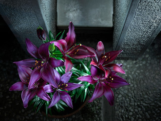 Sfondo con fiori rossi