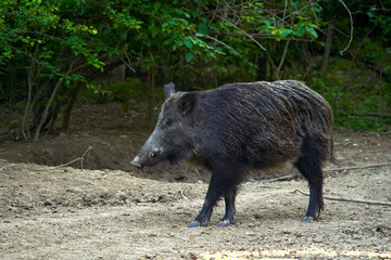 Dominant wild boar