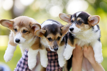 Welsh Corgi Pembroke, three Welsh Corgi Pembroke Puppy in hands man and girl on blurred background in park