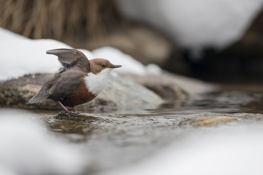 Wasseramsel
