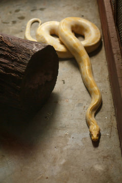 Animals and wildlife. Yellow snake, tiger python albino crawling on concrete floor