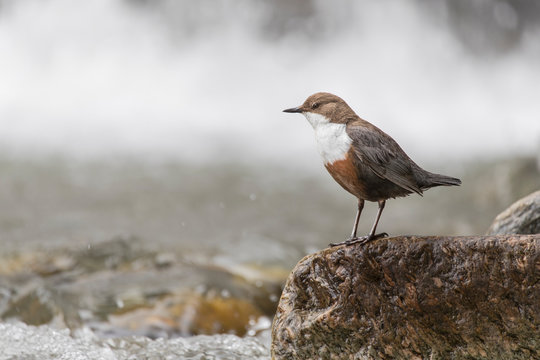 Wasseramsel am winterlichen Gebirgsbach 