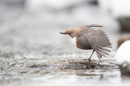 Wasseramsel