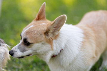 Red and Black Cardigan Welsh Corgi Pembroke Cardigan play on grass