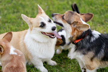 Red and Black Tricolour Cardigan Welsh Corgi Pembroke Cardigan play on grass with her puppies 