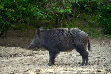 Dominant wild boar
