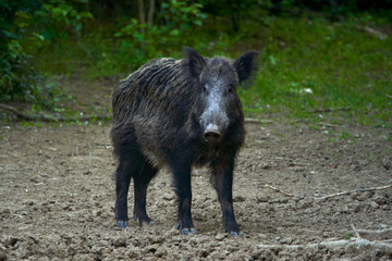 Dominant wild boar