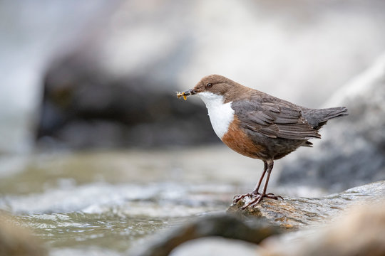 Wasseramsel